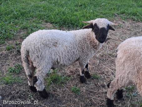 Owca walliserska -  baranek