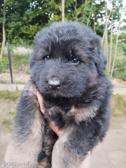 Szczeniaki owczarka niemieckiego