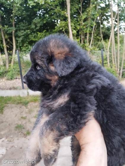 Szczeniaki owczarka niemieckiego