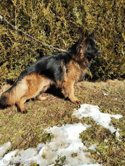 Szczeniaki owczarka niemieckiego