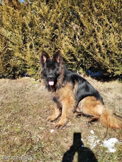 Szczeniaki owczarka niemieckiego