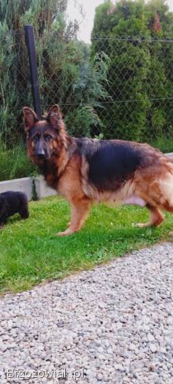 Szczeniaki owczarka niemieckiego