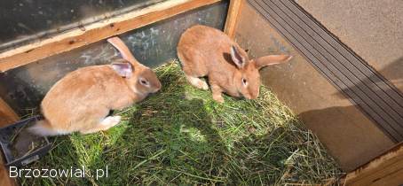 Króliki 2 samce oraz 3 samice