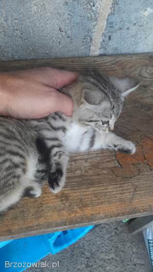 Oddam małą kotkę
