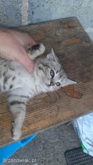 Oddam małą kotkę
