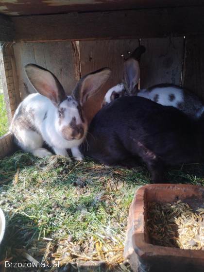 Sprzedam króliki