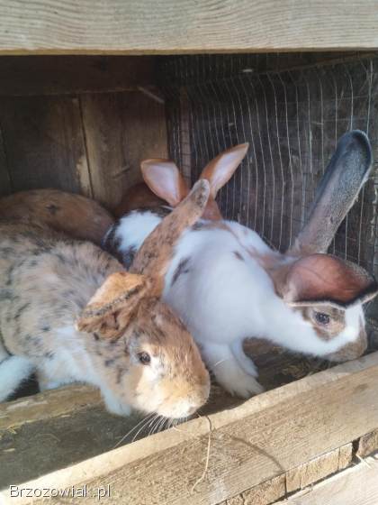 Sprzedam króliki