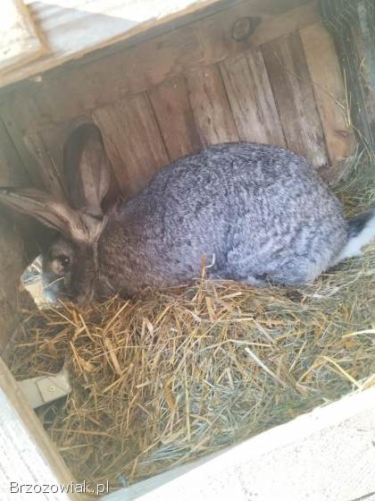 Królik olbrzym belgijski