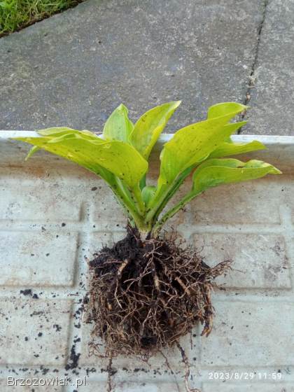 Funkie hosty sadzonki w doniczkach mix odmian wyprzedaż