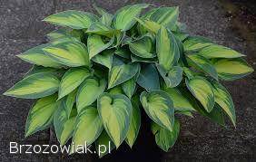 Funkie hosty sadzonki w doniczkach mix odmian wyprzedaż