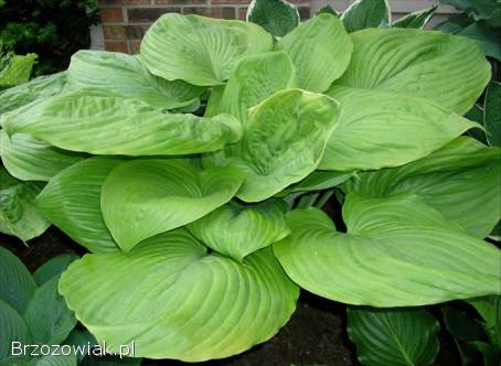 Funkie hosty sadzonki w doniczkach mix odmian wyprzedaż