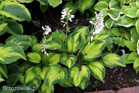 Funkie hosty sadzonki w doniczkach mix odmian wyprzedaż