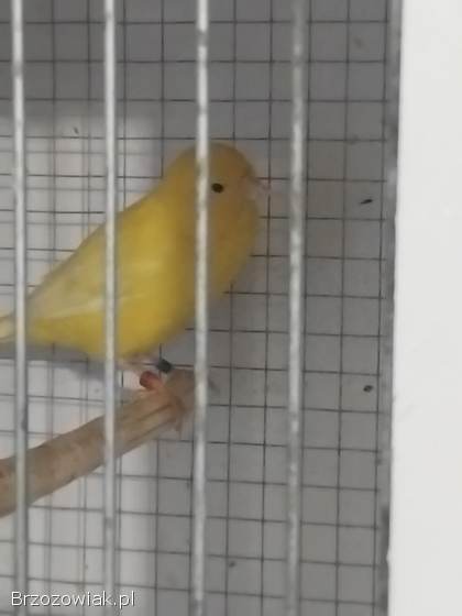 Sprzedam kanarki