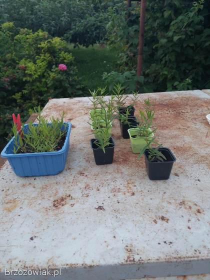 SADZONKI TARCZYCY BAJKALSKIEJ