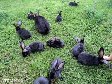 Belgi samice zakocone bądź z młodymi oraz samiec