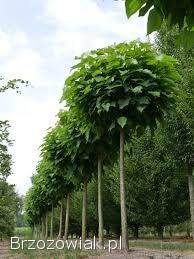 Katalpa Nana surmia kulista