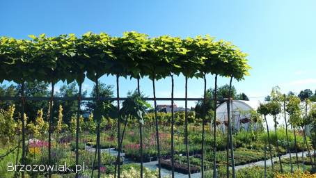 Katalpa Nana surmia kulista