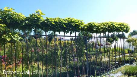 Katalpa Nana surmia kulista