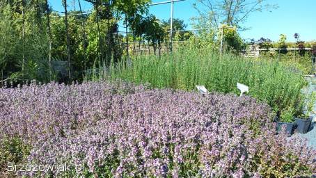 Zioła,  rośliny przyprawowe,  lecznicze