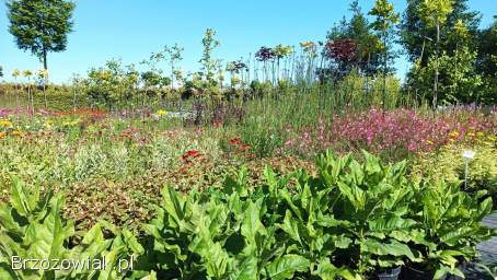 Zioła,  rośliny przyprawowe,  lecznicze