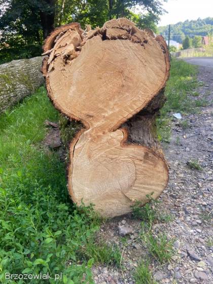 Sprzedam Lipę około 4k