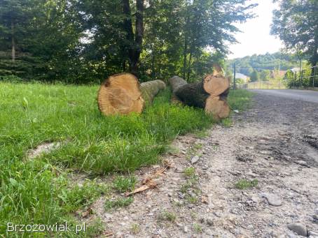 Sprzedam Lipę około 4k