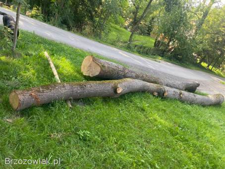 Sprzedam Lipę około 4k