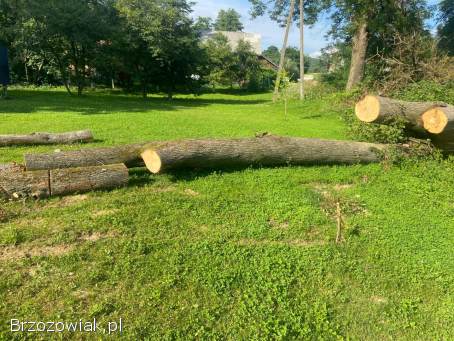 Sprzedam Lipę około 4k