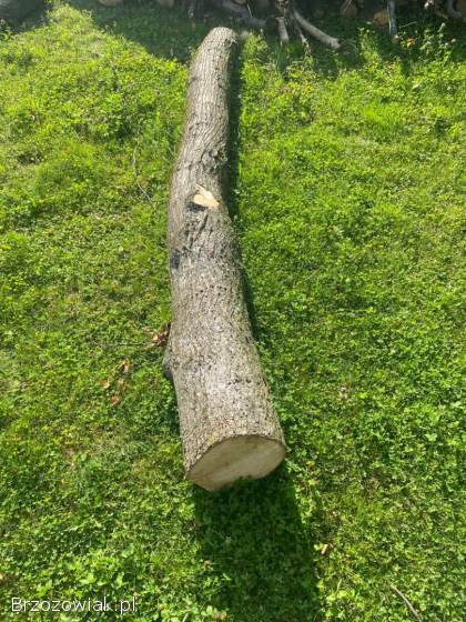 Sprzedam Lipę około 4k