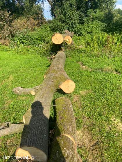 Sprzedam Lipę około 4k