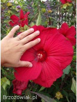 Hibiskus bylinowy różne kolory bardzo duże kwiaty