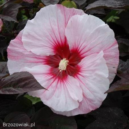 Hibiskus bylinowy różne kolory bardzo duże kwiaty