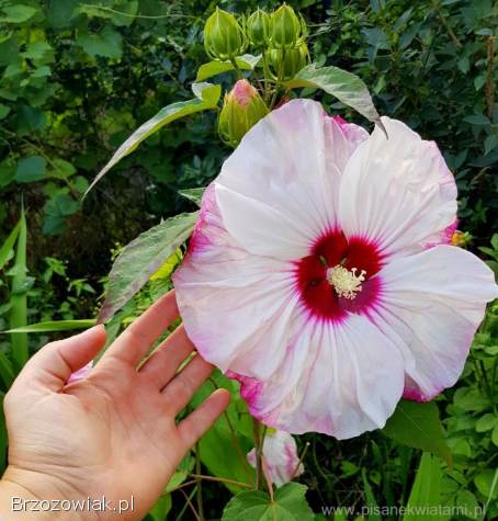 Hibiskus bylinowy różne kolory bardzo duże kwiaty