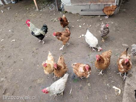 Koguty różne