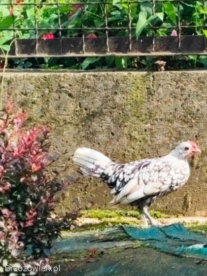 Sebrytka srebrna -  kogutki