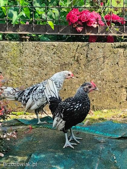 Sebrytka srebrna -  kogutki