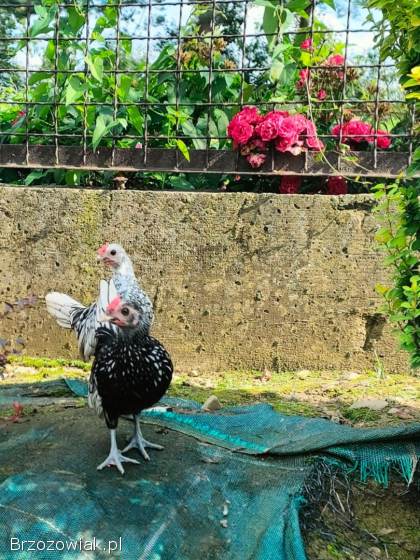 Sebrytka srebrna -  kogutki