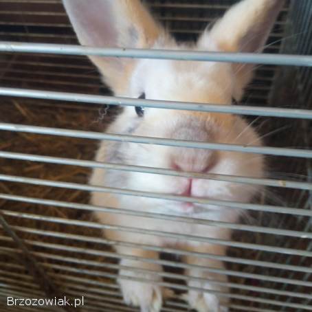 Oddam króliki miniaturowe