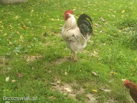 Koguty tego roczne