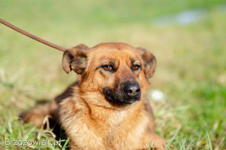 Kora -  sympatyczna,  przyjazna sunia do pokochania