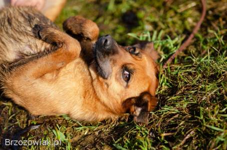 Kora -  sympatyczna,  przyjazna sunia do pokochania