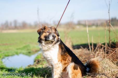 Beethoven -  wesoły kudłacz szuka domu!