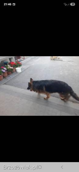 Zaginął owczarek niemiecki