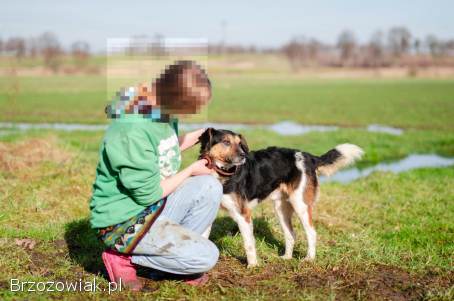 Lewel -  przyjazny tricolor szuka domu!