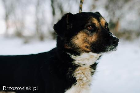 Lewel -  przyjazny tricolor szuka domu!