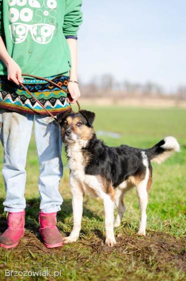Lewel -  przyjazny tricolor szuka domu!