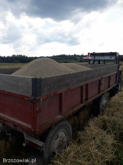 Jęczmień ozimy 2025