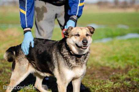 Szaza -  skazana na schronisko za bycie kundelkiem
