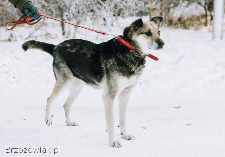 Szaza -  skazana na schronisko za bycie kundelkiem
