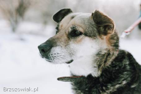 Szaza -  skazana na schronisko za bycie kundelkiem